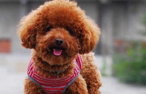 南宁网红泰迪狗,萌宠风采，网络人气爆棚