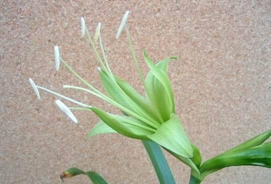 澳大利亚朱顶红官网,品种多样，花色斑斓的国宝花卉