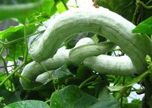 蛇瓜印度怎么吃,蛇瓜的独特食用方法揭秘