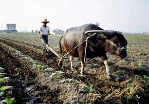 今日头条耕牛视频,探寻农耕文化魅力，感受传统农业智慧