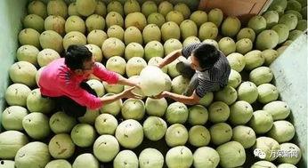 三白瓜什么季节吃,夏季消暑佳品，清凉解渴的天然甜品