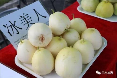 欢乐农场吃瓜,瓜果飘香，共享丰收喜悦