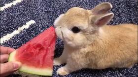 编程吃瓜兔,揭秘编程界的趣味与智慧