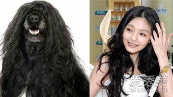 明星动物发型,时尚界的自然宠儿