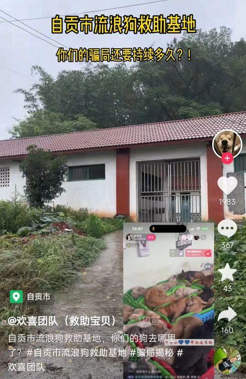 爆料救助流浪狗视频,网友爆料救助流浪狗，温情瞬间感动网友