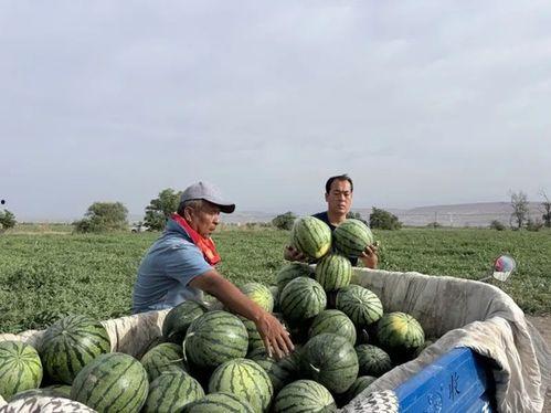 石叶吃瓜后续,揭秘瓜界风云再起