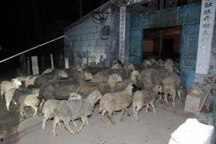 莒县头条偷羊的,警方全力追查