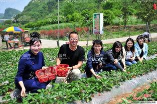 砀山官庄吃瓜新闻事件,一场引发热议的乡村奇闻